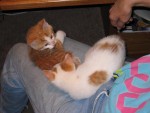 IMG 0397