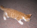 IMG 0399