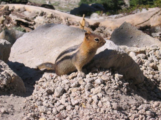 Chipmunk or ground squirrel