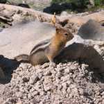 Chipmunk or ground squirrel