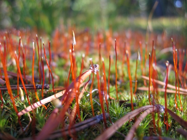 Close-up of some moss