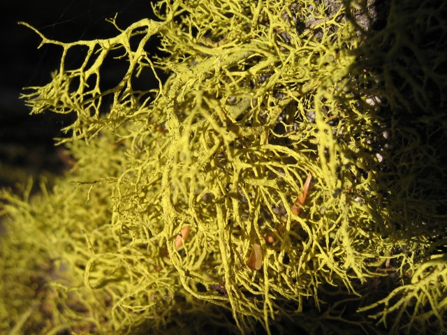 Lichen