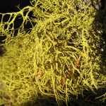 Lichen