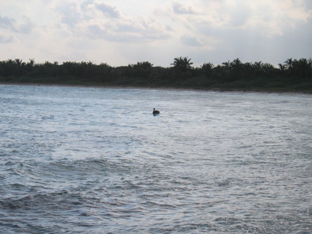 Bird in Cove