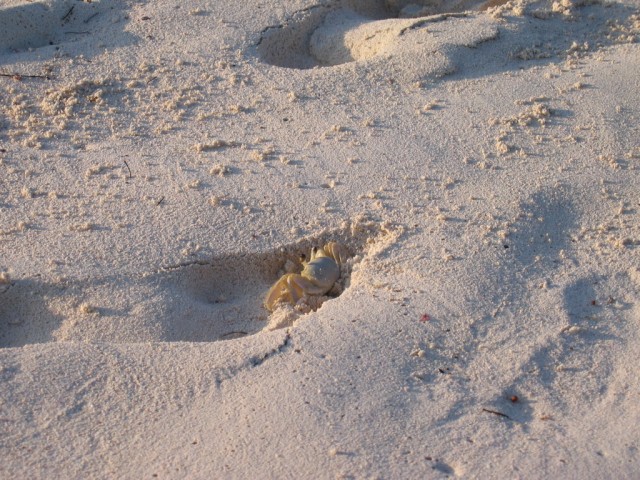 Crab in Footprint