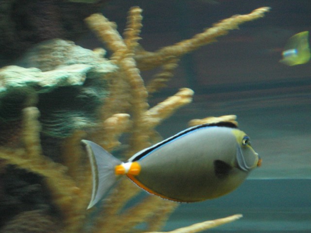 Fish in bar aquarium