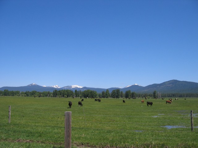 Cows, with crater lake in the distance