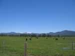 Cows, with crater lake in the distance